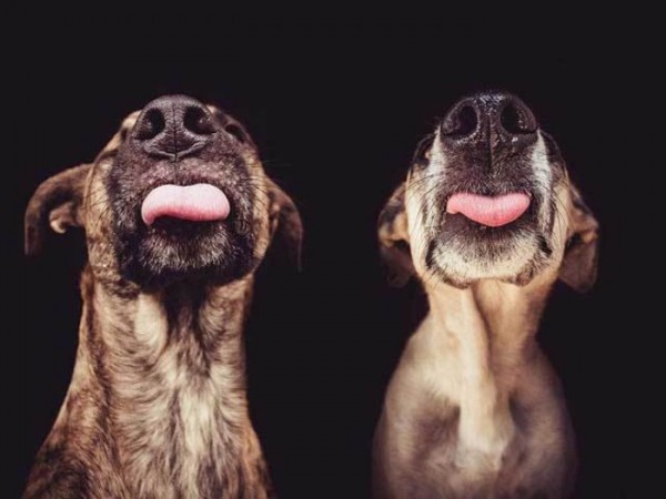 retratos-de-perros-19