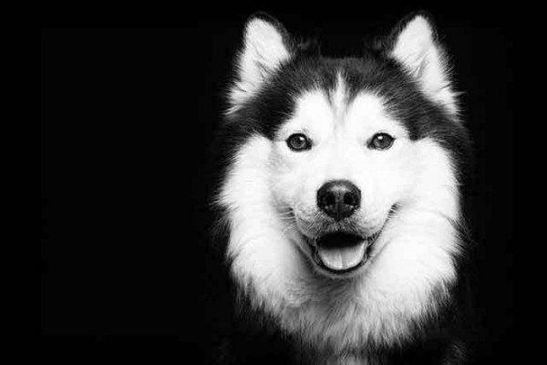 retratos-de-perros-21