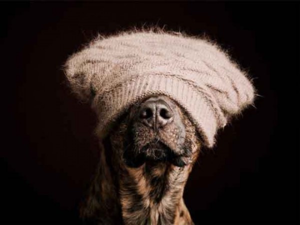 retratos-de-perros-22