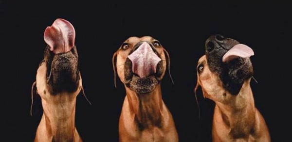 retratos-de-perros-25