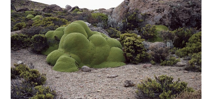seres-mas-antiguos-del-mundo-03