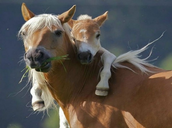 animales-abrazados-01