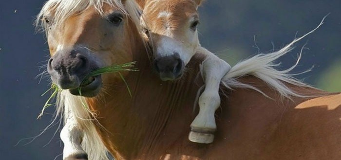 animales-abrazados-01