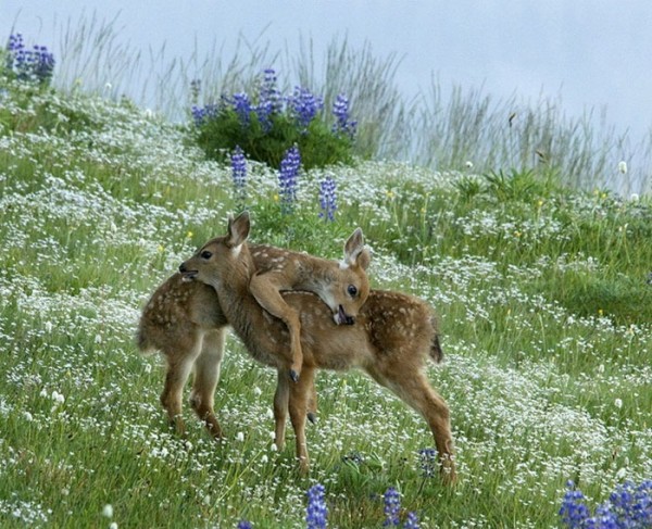 animales-abrazados-03