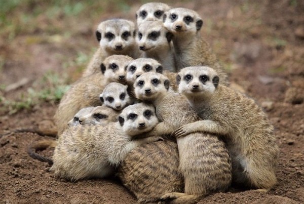 animales-abrazados-05