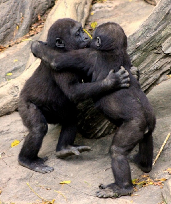 animales-abrazados-06