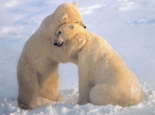 animales-abrazados-19