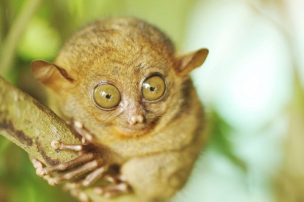 animales-de-pesadilla-00