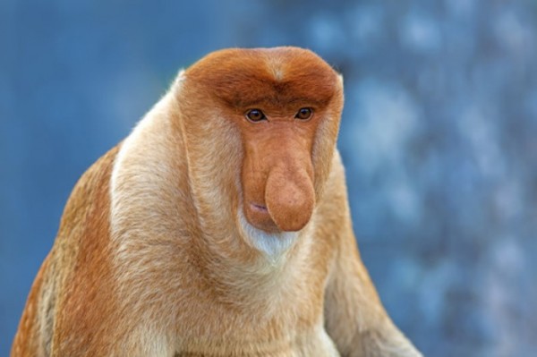 animales-de-pesadilla-02