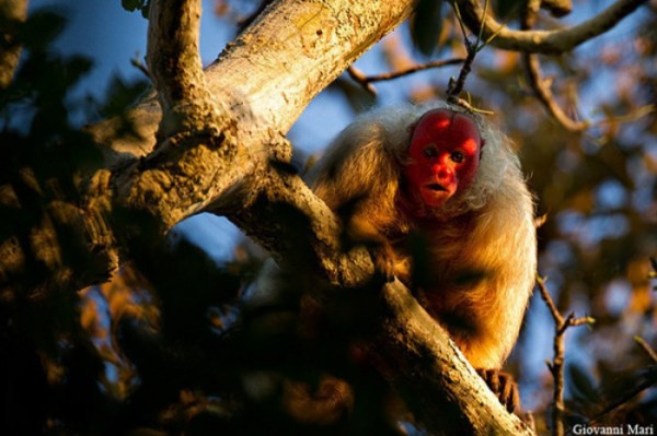animales-de-pesadilla-05