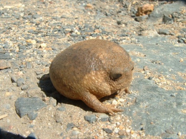 animales-de-pesadilla-07