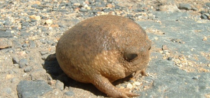 animales-de-pesadilla-07