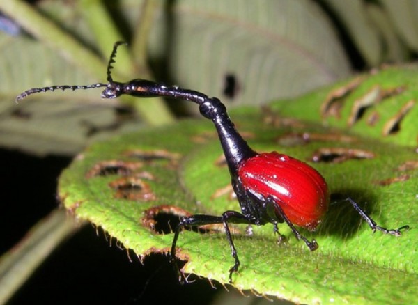 animales-de-pesadilla-08