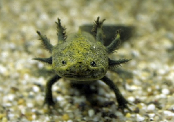 animales-de-pesadilla-09