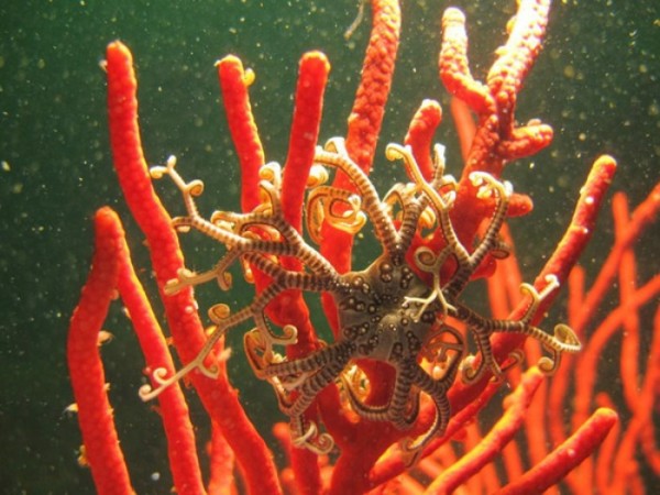 animales-de-pesadilla-10