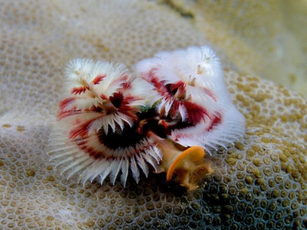 animales-de-pesadilla-12
