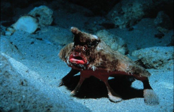 animales-de-pesadilla-15