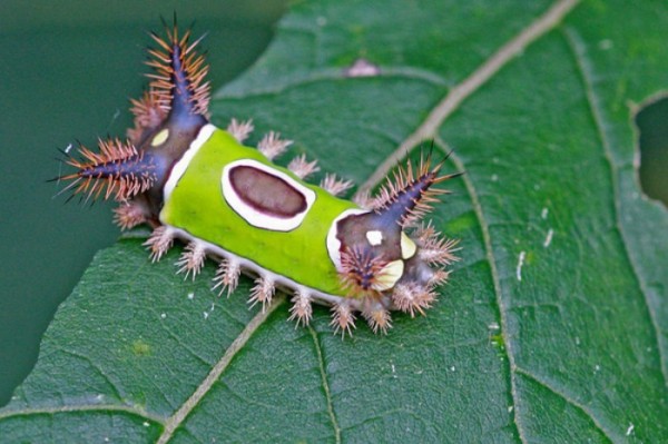 animales-de-pesadilla-16