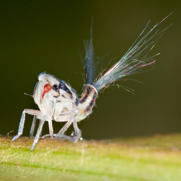 animales-de-pesadilla-17
