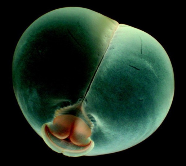 animales-de-pesadilla-18