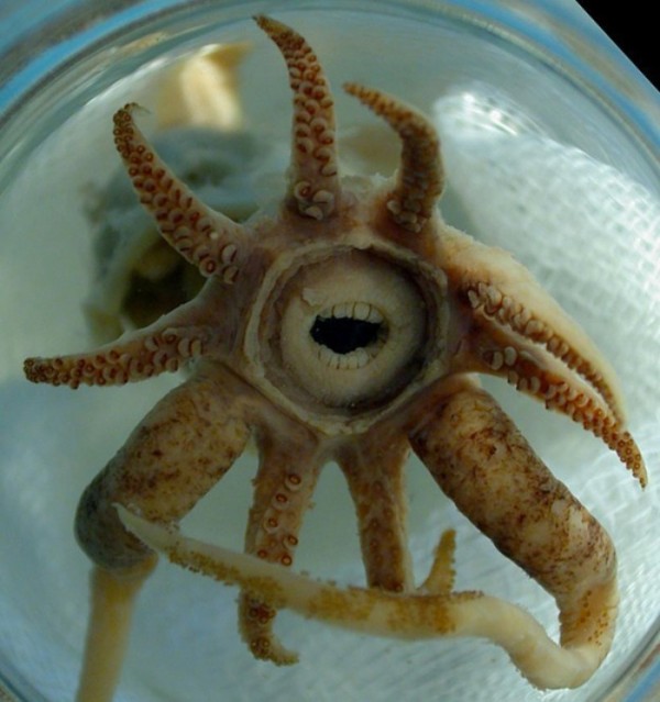 animales-de-pesadilla-19