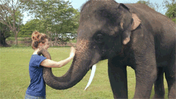 bebes-elefante-26