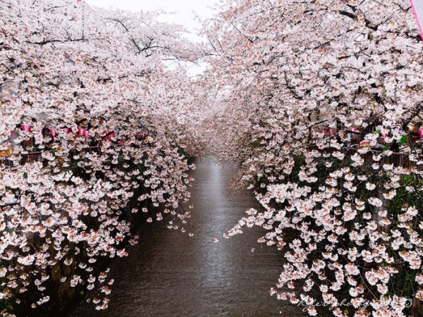 cerezos-en-flor-00