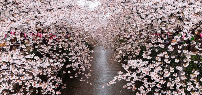 cerezos-en-flor-00