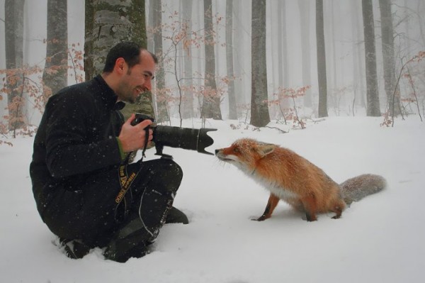 fotografias-de-zorros-fascinantes-16