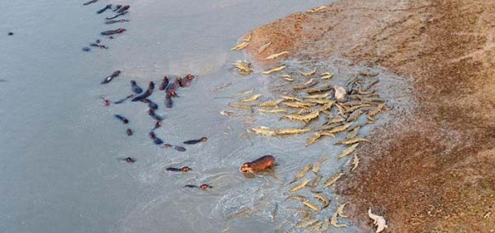 hipopotamos-vs-cocodrilos-00