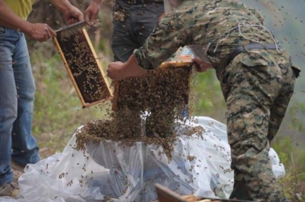 hombre-cubierto-abejas-00