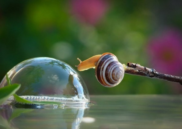 macro-fotografias-caracoles-vyacheslav-mishchenko-01