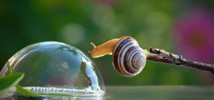 macro-fotografias-caracoles-vyacheslav-mishchenko-01
