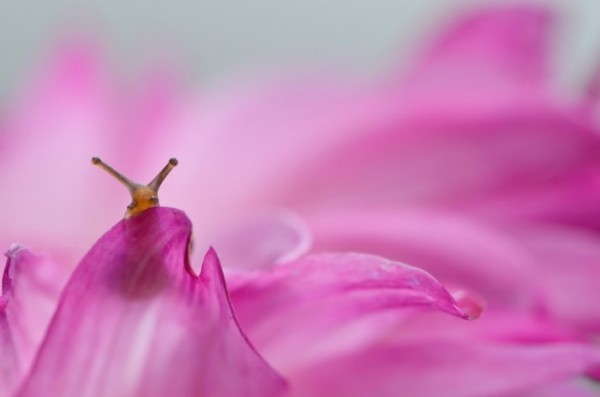 macro-fotografias-caracoles-vyacheslav-mishchenko-02