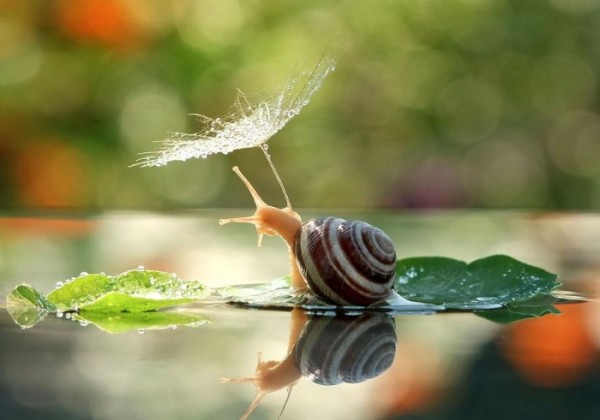 macro-fotografias-caracoles-vyacheslav-mishchenko-03