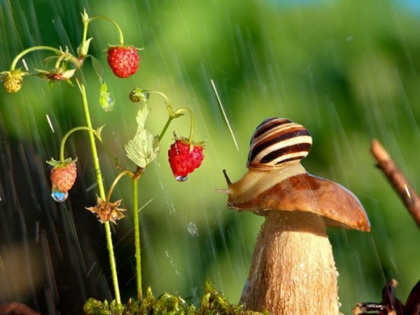 macro-fotografias-caracoles-vyacheslav-mishchenko-04