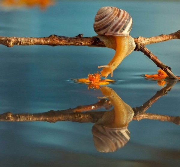 macro-fotografias-caracoles-vyacheslav-mishchenko-05