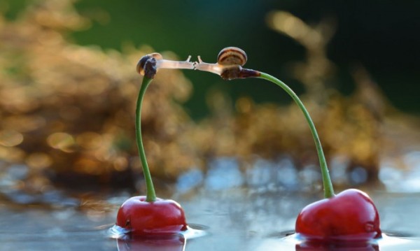 macro-fotografias-caracoles-vyacheslav-mishchenko-06