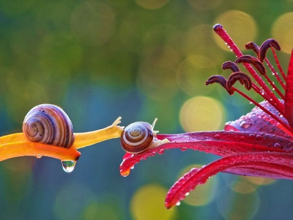 macro-fotografias-caracoles-vyacheslav-mishchenko-07