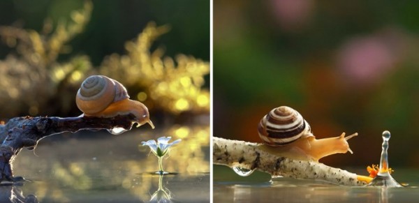 macro-fotografias-caracoles-vyacheslav-mishchenko-08