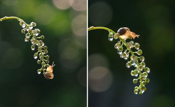 macro-fotografias-caracoles-vyacheslav-mishchenko-09