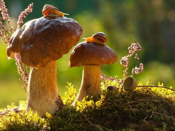 macro-fotografias-caracoles-vyacheslav-mishchenko-10