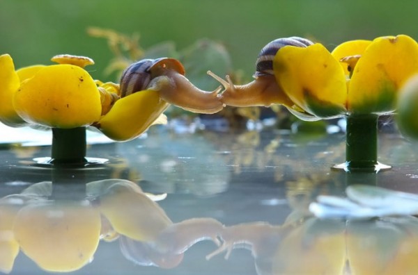 macro-fotografias-caracoles-vyacheslav-mishchenko-11