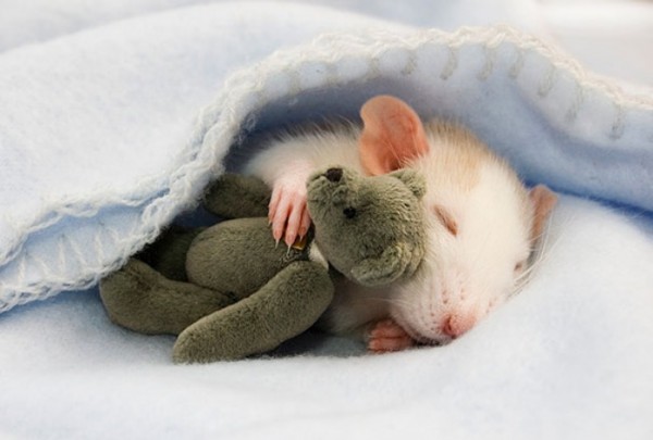mascotas-durmiendo-con-peluches-00