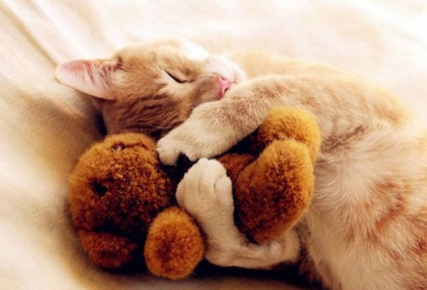 mascotas-durmiendo-con-peluches-01