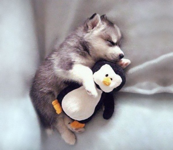 mascotas-durmiendo-con-peluches-02