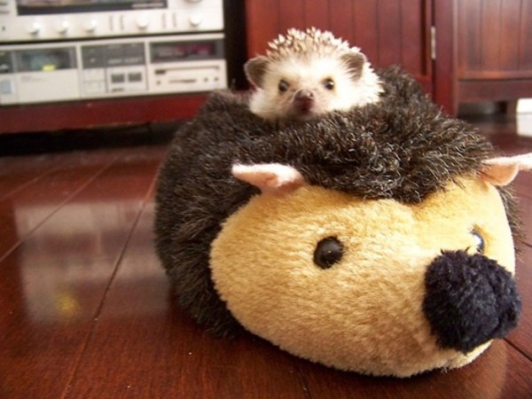 mascotas-durmiendo-con-peluches-03