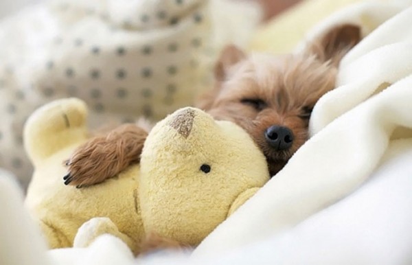 mascotas-durmiendo-con-peluches-04