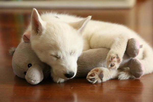 mascotas-durmiendo-con-peluches-07
