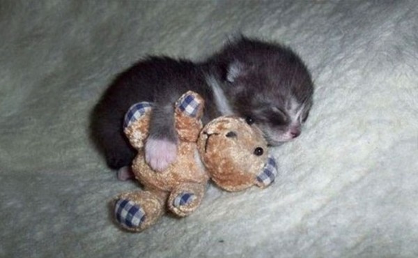 mascotas-durmiendo-con-peluches-08